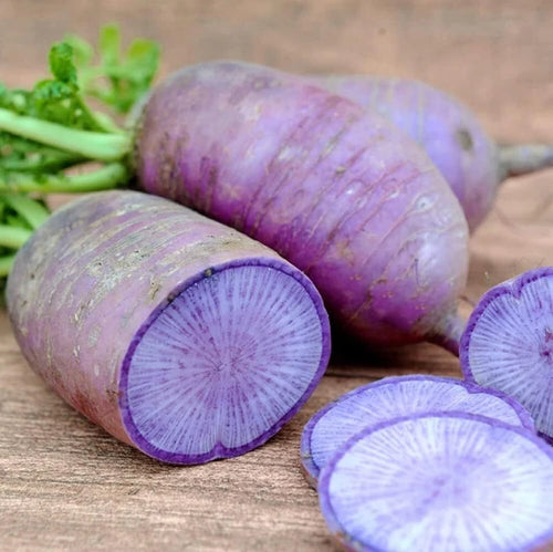 Bluemoon Radish Vegetable Seeds for Planting – heirloom & Non GMO Seeds