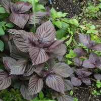 Wild Basil Beefsteak (Perilla) Seeds for Planting-Aromatic Herb and Flavorful Gardens Scientific Name Placeholder for planting in home garden