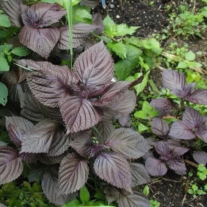 Wild Basil Beefsteak (Perilla) Seeds for Planting-Aromatic Herb and Flavorful Gardens Scientific Name Placeholder for planting in home garden