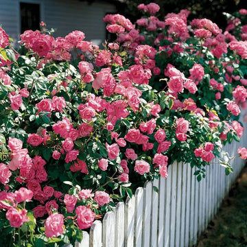 Pink Climbing Rose Seeds for Planting – Heirloom, Non-GMO - Climbing for planting in home garden