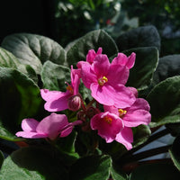 Baby Pink Saintpaulia Flower Seeds for Planting - NON GMO Seeds