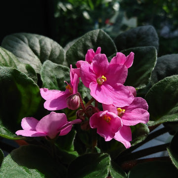 Baby Pink Saintpaulia Flower Seeds for Planting - NON GMO Seeds seeds for planting in home garden