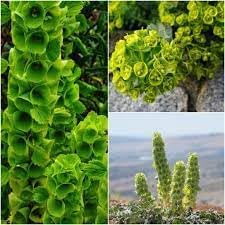Bells Flower Seeds for Garden Planting - NON GMO Seeds for planting in home garden