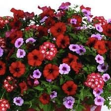 Heirloom Non-GMO Surfinia Flower Seeds for Planting – Cascading Blooms for Hanging Baskets