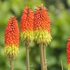 Fresh Caulescens Flower Seeds for Planting - 100 pcs seeds for planting in home garden