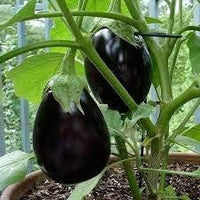 Eggplant Seeds for Planting, Black, 100 Pcs pcs