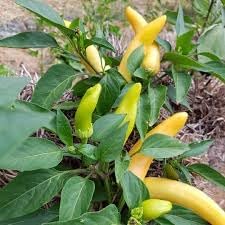 Pepper Plant Seeds for Planting, 100 Pcs pcs
