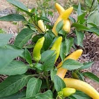 Pepper Plant Seeds for Planting, 100 Pcs pcs
