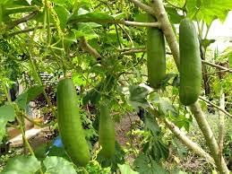 Cassabanana Seeds for Gardening, 100 Pcs pcs