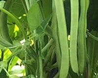Green Bean Vegetable Seeds for Planting - 100 Pcs pcs