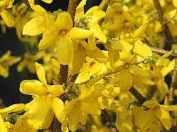 Forsythia Flower Seeds for Planting - NON GMO Seeds