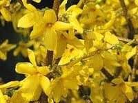 Forsythia Flower Seeds for Planting - NON GMO Seeds