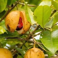 Myristica Fragrans Fruit Seeds for Growing Nutmeg Trees 100 Pcs pcs