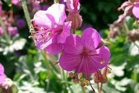 Bevans Flower Seeds Heirloom Non GMO Planting - 100 pcs for planting in home garden