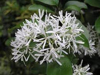 Heirloom Fringe Flower Seeds for Garden Planting, Non-GMO, Ornamental Blooms for Colorful Hedges