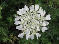 Orlaya Flower Seeds for Planting - 100 pcs