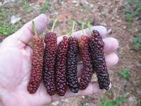 Mini Melon Seeds for Compact, Sweet, and Juicy Fruits 100 Pcs pcs