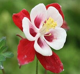 Heirloom Red White Columbine Flower Seeds for Garden Planting – Elegant Perennial Blooms