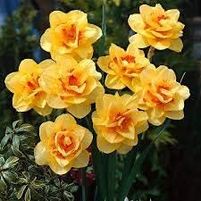Yellow Red Daffodil Flower Seeds for Planting â€“ Vibrant, Non-GMO, Heirloom Quality for planting in home garden