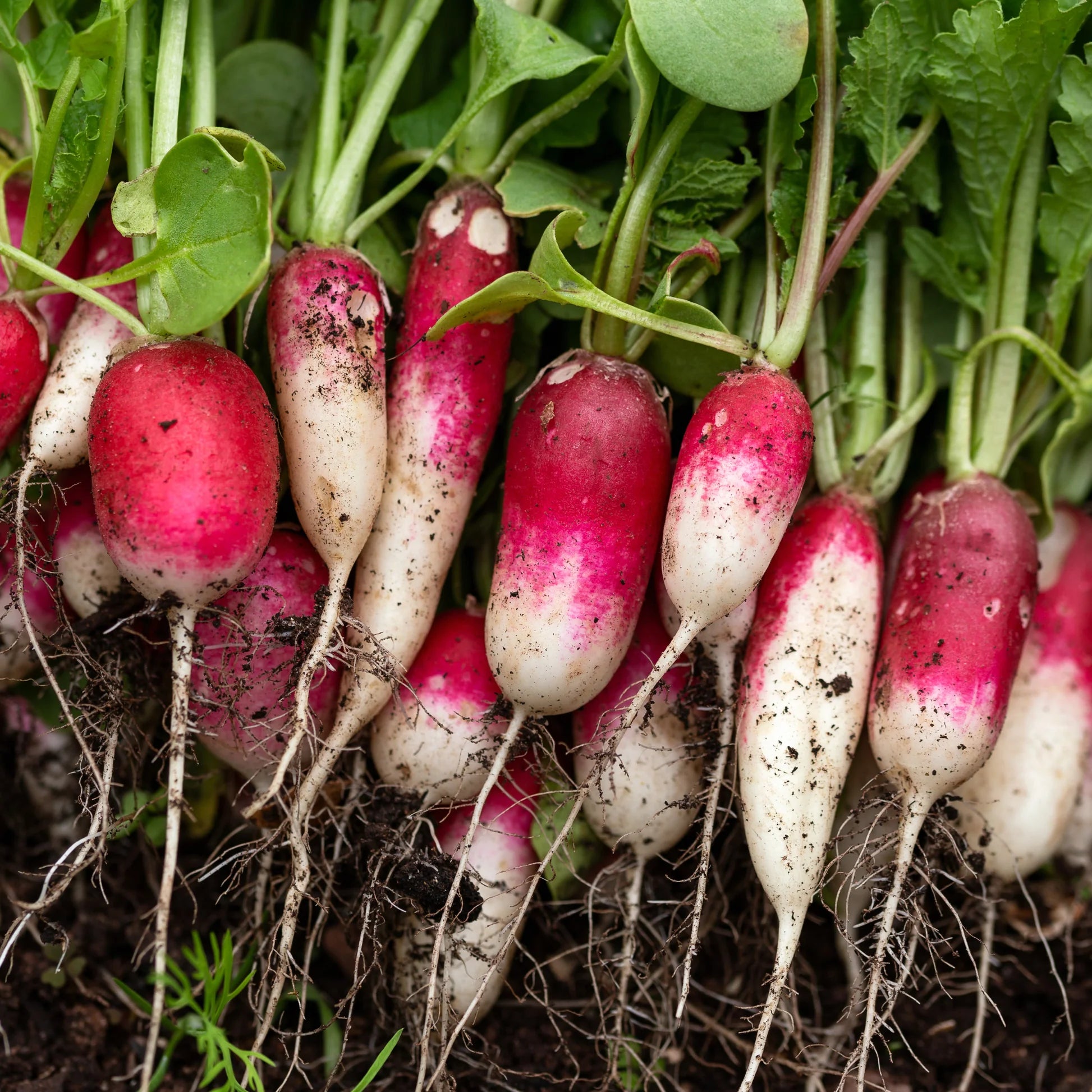 French Breakfast Radish Seeds for Planting heirloom & Non-GMO Seeds