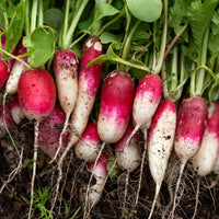 French Breakfast Radish Seeds for Planting heirloom & Non-GMO Seeds
