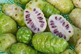 Noni fruit seeds for planting