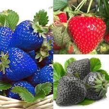 Heirloom Mixed Strawberry Fruit Seeds forPlanting - Growing Mixed Varieties of Berries