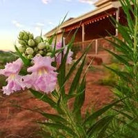 Chilopsis Flower Seeds – Heirloom Non-GMO Seeds for Drought-Tolerant and Ornamental Garden Planting - Flower for planting in home garden