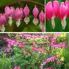 Poof Flower Seeds for Garden Planting - NON GMO Seeds