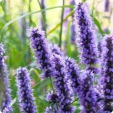 Heirloom Non-GMO Hyssop Flower Seeds for Planting – Aromatic Medicinal for Gardens - Non-GMO for planting in home garden