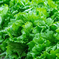 Lettuce Seeds for Home Garden, 100 Pcs pcs