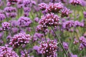 Verbena Flower Seeds for Planting - 100 pcs