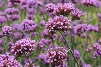 Verbena Flower Seeds for Planting - 100 pcs