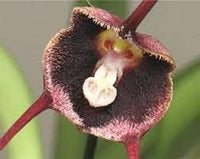 Dark Red Monkey Face Orchid Seeds for Planting - Heirloom Seeds for Home Garden, GMO Free