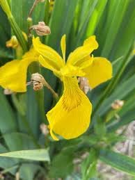 Bearded Flower Seeds for Planting, 100 pcs