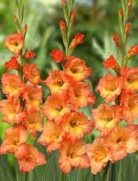 Organic Yellow Red Gladiolus Flower Seeds for Planting ƒ?? Heirloom, Non-GMO Perennial Blooms