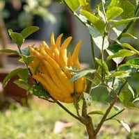 Buddha's Hand Flower Seeds for Planting - NON GMO Seeds