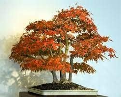 Heirloom Non-GMO Chocolate Azalea Flower Seeds for Planting – Unique Ornamental Shrub Seeds