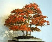 Heirloom Non-GMO Chocolate Azalea Flower Seeds for Planting – Unique Ornamental Shrub Seeds