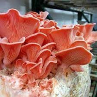 Mushroom Seeds for Planting heirloom & Non-GMO Seeds