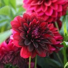 Heirloom Non-GMO Dahlia Flower Seeds – Deep Red Blooms for Planting