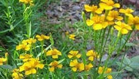 Organic Estragon Flower Seeds for Planting ƒ?? Heirloom, Non-GMO