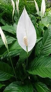 Spathiphyllum Flower Seeds Heirloom Non GMO Planting - 100 pcs