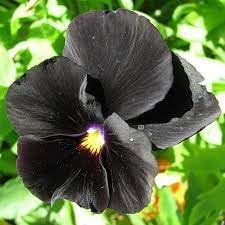 Heirloom Wanchen Pansy Flower Seeds for Planting, Non-GMO - Wanchen for planting in home garden