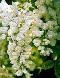Pagoda Flower Seeds for Planting - 100 pcs seeds for planting in home garden