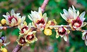 Chimonanthus Praecox Flower Seeds Heirloom Non GMO Planting - 100 pcs for planting in home garden