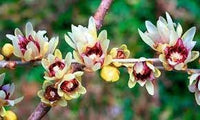 Chimonanthus Praecox Flower Seeds Heirloom Non GMO Planting - 100 pcs for planting in home garden