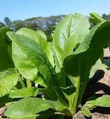 Komatsuna Seeds for Planting, 100 Pcs pcs