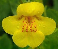 Yellow Mimulus Flower Seeds for Planting 100 pcs seeds for planting in home garden