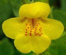 Yellow Mimulus Flower Seeds for Planting 100 pcs seeds for planting in home garden